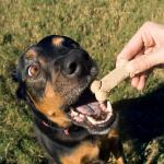 thumbnail of Keep Your Dog Happy and Healthy!